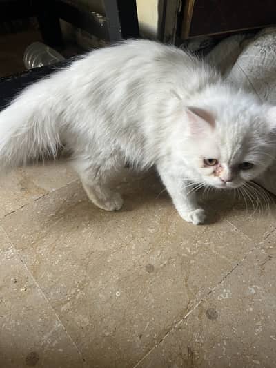 Triple coat persian cat