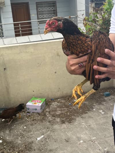 ak male 5 female 2 pthiya female