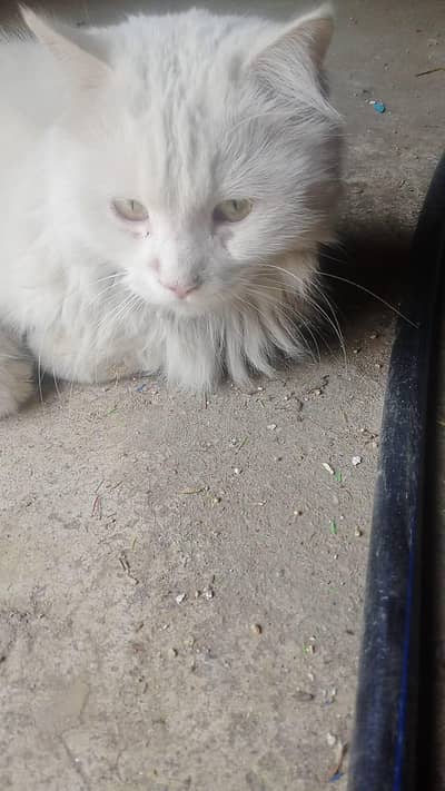 Persian cat for sale