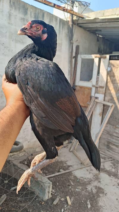 mianwali mushki madi pakke blood ki