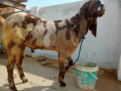 4 dant shera breeder male