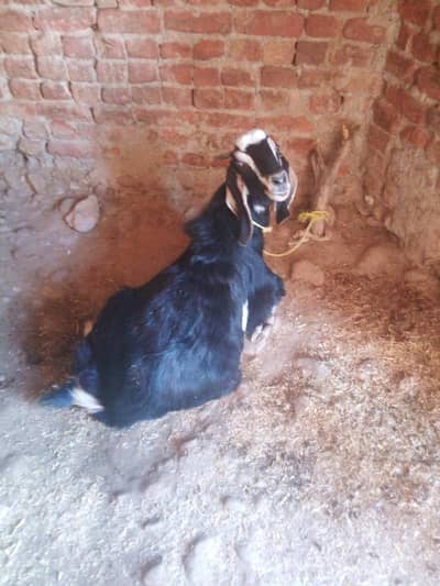 black bakra for qurbani 1 year age