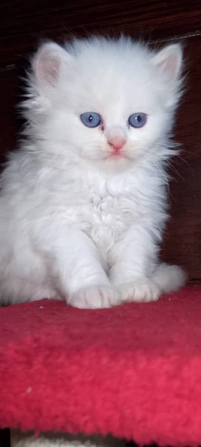 Fluffy Kittens Pikki Father tripple coat