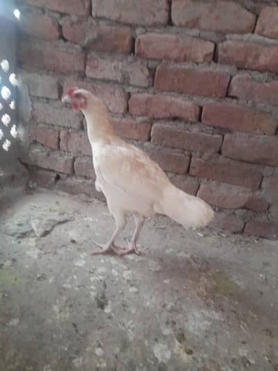 aseel heeei pathi for sale