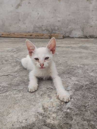 White baby pair cat