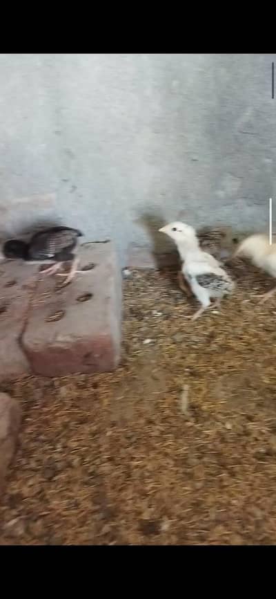 aseel chicks/aseel for sale/chicks for sale/aseel/chicks