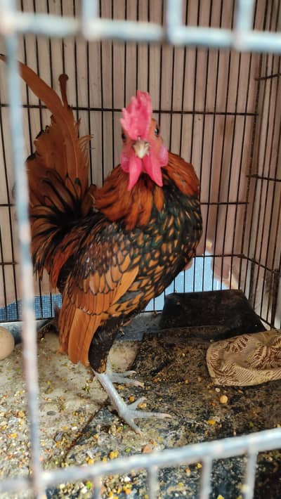 Golden Sebright Young Breeder  Males