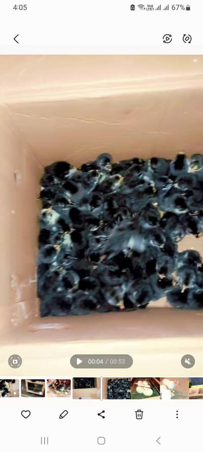 Australorp, Australop chicks