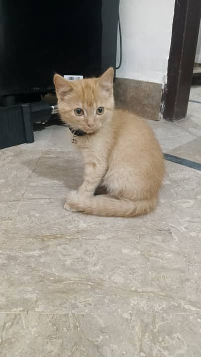 Persian Orange Cat Male