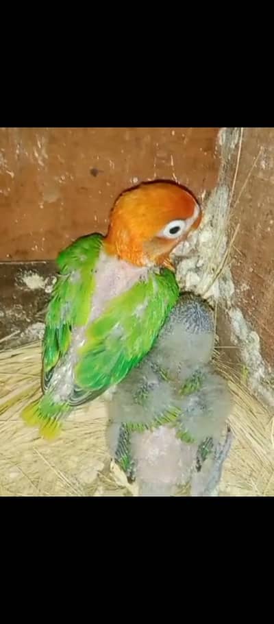 lovebirds chicks for handtame