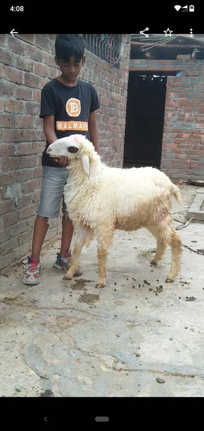 dasi chatra qurbani  03234438191