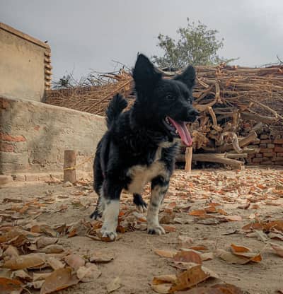Rare Border collie Male Available for sale