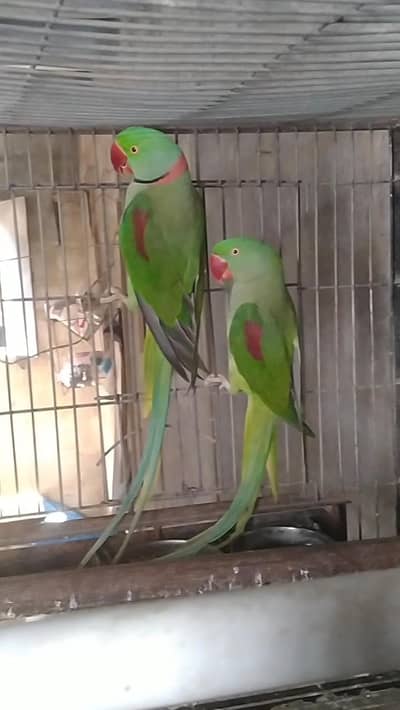 kashmiri Pahari breedar piar for sale