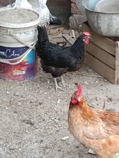 Desi egg laying hens