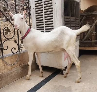 gulabi teddy female /white teddi goat
