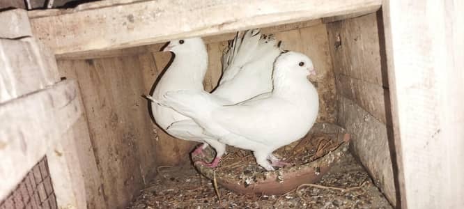 pigeon chick egg cage for sale