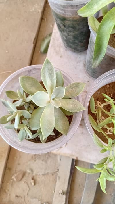 Succulent Plants Collection – Multiple Varieties for Sale (Bulk Deal)