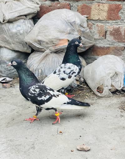 Pure Rampuri nasal 1 jora