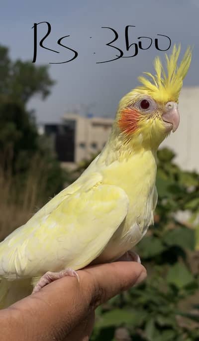 Cream Cockatiel tame baby’s for Sale