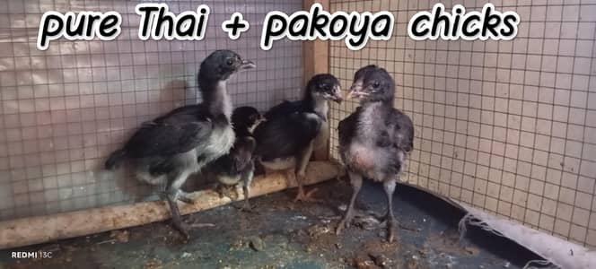 Thai + pakoya chicks