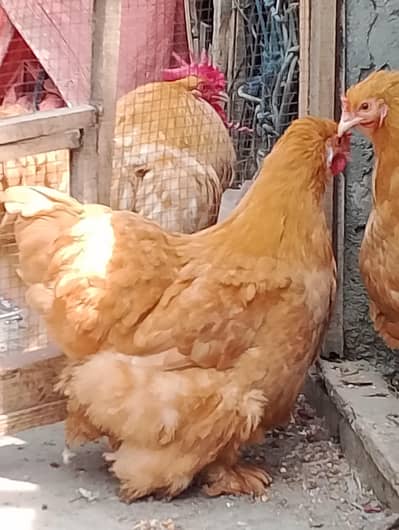 Golden Buff pair for sale