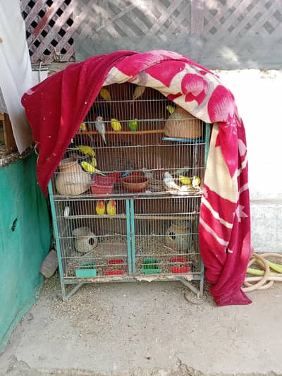 birds  setup total for sale