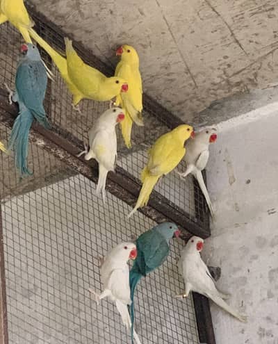 Yellow blue white ringneck