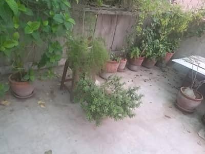 ** Healthy Green Plants for Sale – 30+ Pots Available **