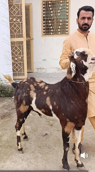 qurbani ka Bakra