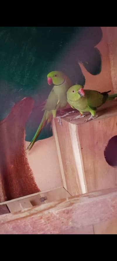 selling ring nack breader pair