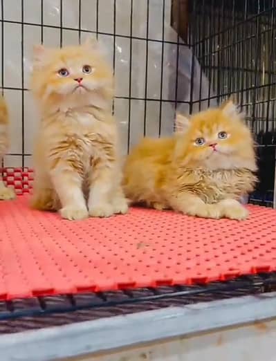 Persian cat,in kitan for Sale may WhatsApp 03464644037