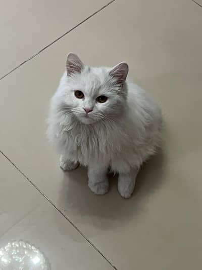persian Cat