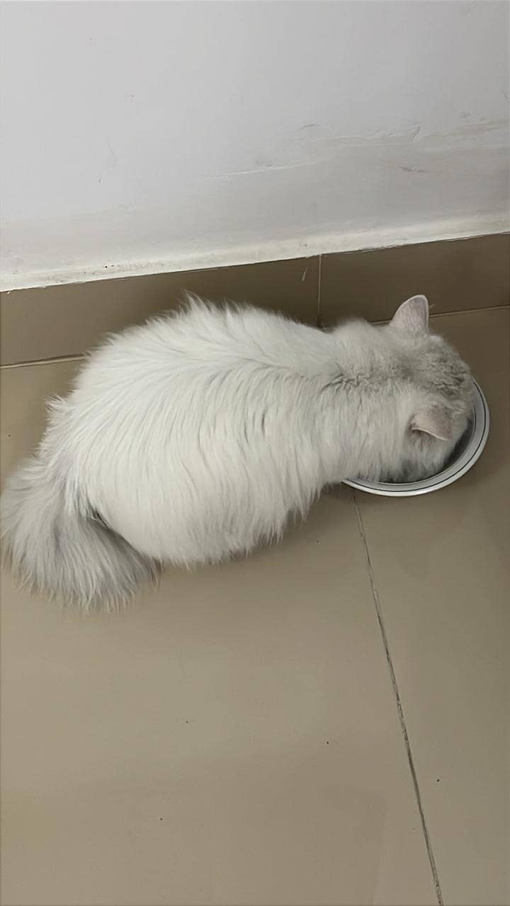 Domestic Long hair Cat 1