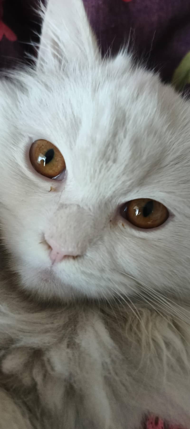 Domestic Long hair Cat 3