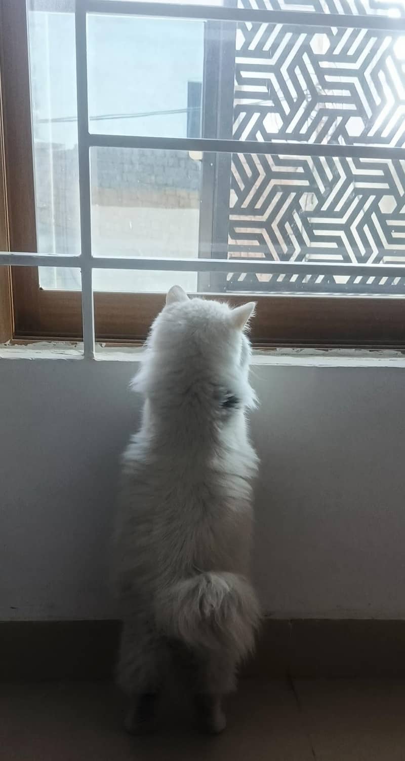 Domestic Long hair Cat 4