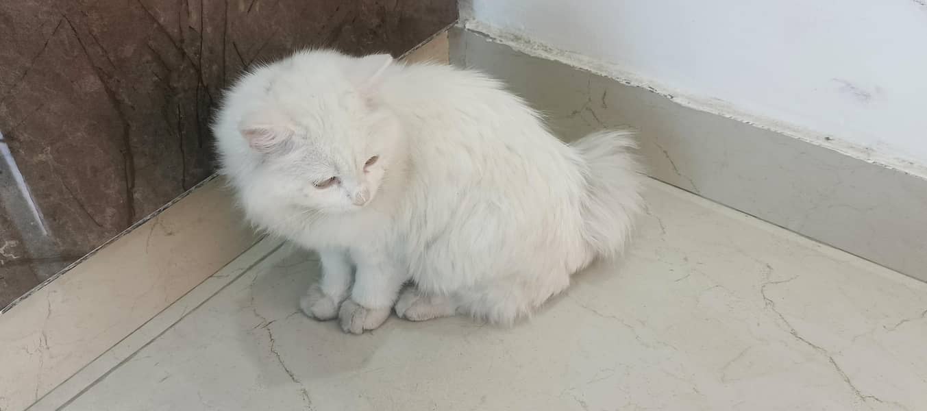 Domestic Long hair Cat 5