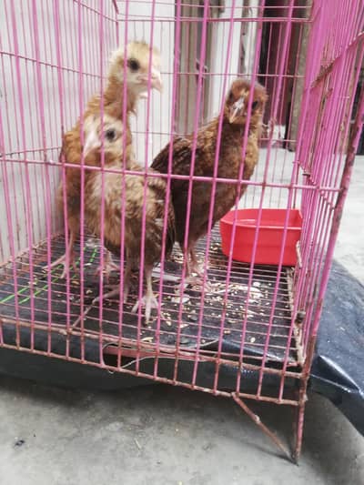 Pure Desi chicks 03406014838