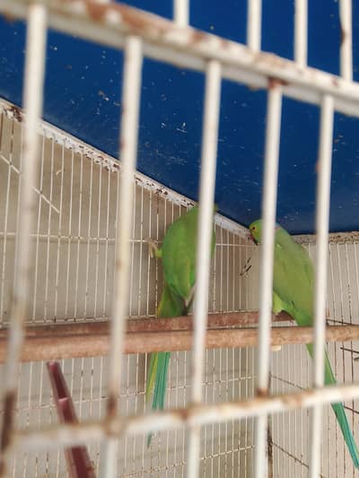 Full adult and breeder pair for sale