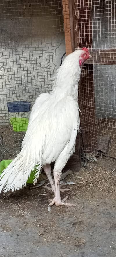 white Aseel Heera 1 Murga or 2 Murghi