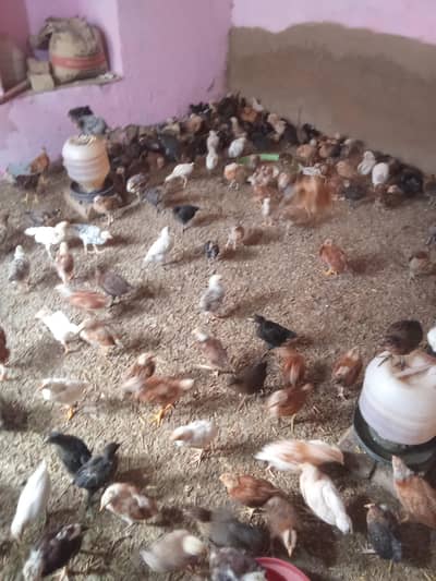 Golden misri Vaccinated birds At reasonable price