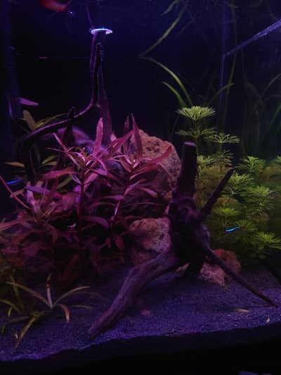 Fish, aquarium and plants available