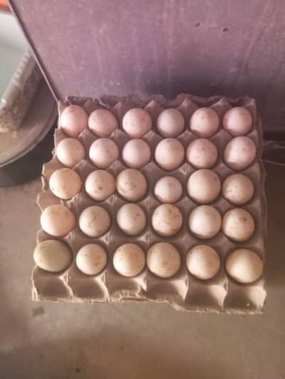 duck eggs pure and healthy