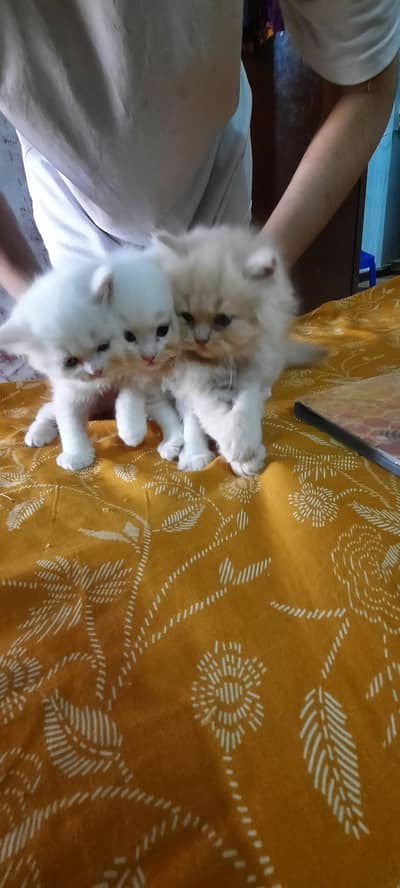 persian female kitten tripple coat