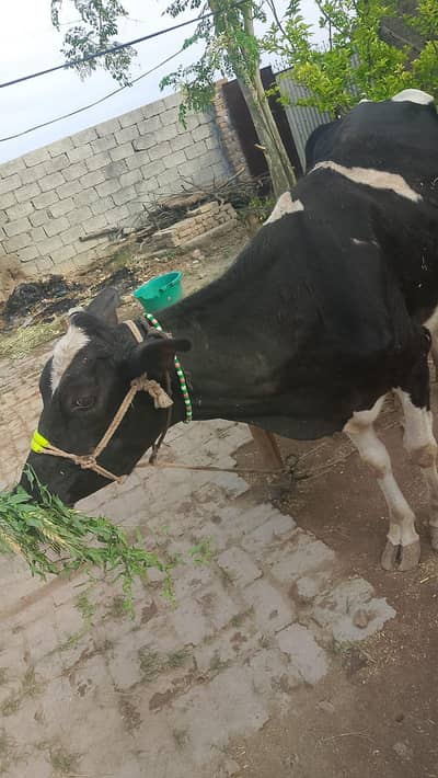 20 دن کی تازی سوئی گائے  12 کلو دودھ ٹھنڈا  ساتھ بچھڑی 03159392913ہے