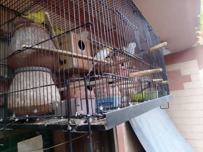 6 Breader pair Budgies parrot + New Cage 3*1.5 for sale