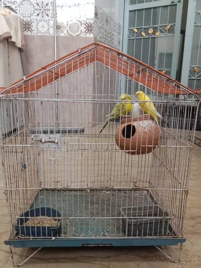 Crusted Rare Australian parrot  pair with Cage