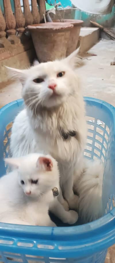 cute Heathly cat forsale friendly playful. mother and male babe forsele