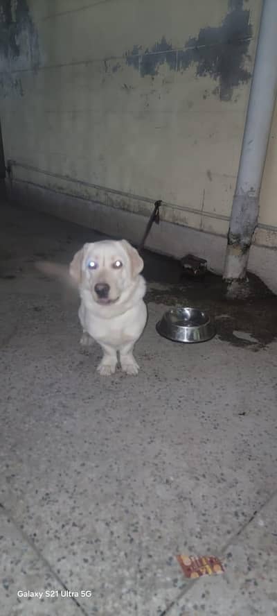 1 year old skin colour british Labrador for sale