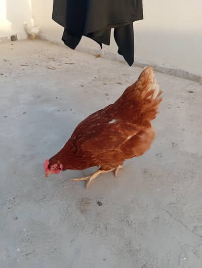 Lohman brown and black