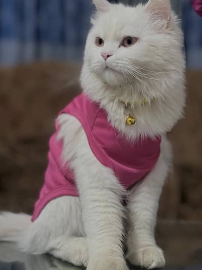 Persian male cat fully vaccinated